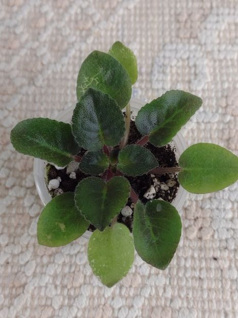 3 dec - AA VIOLETE de COLECTIE