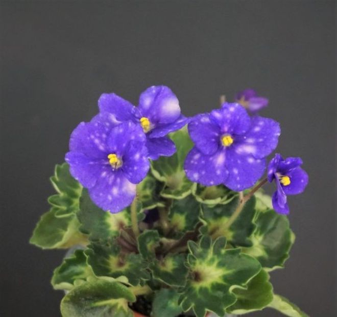 VaT-Goroch-Tchechevitsa - VaT Goroch Tchechevitsa