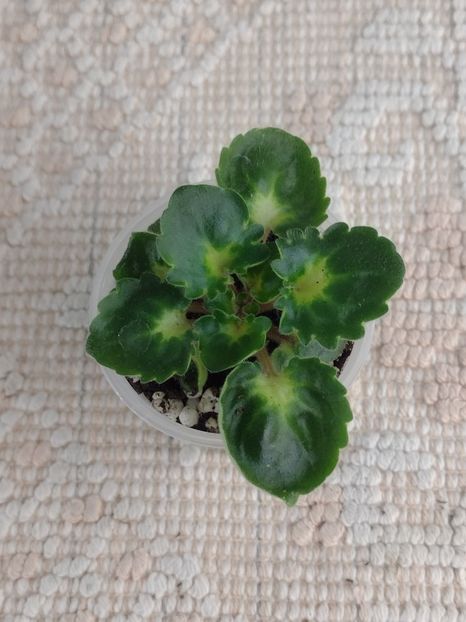 3 dec - VaT Goroch Tchechevitsa