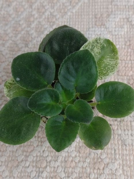 3 dec - AV V Krayu Edinorogov