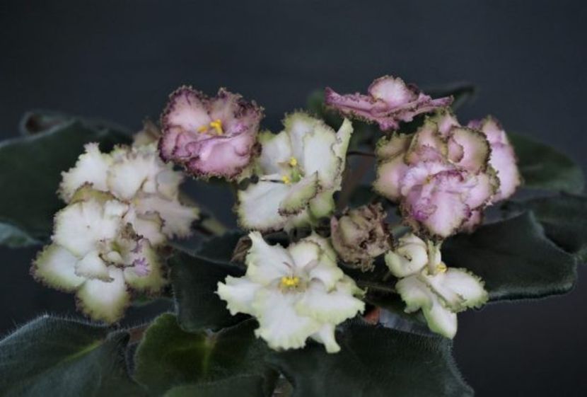 Morgan’s Blast of Bronze - Morgan s Blast of Bronze