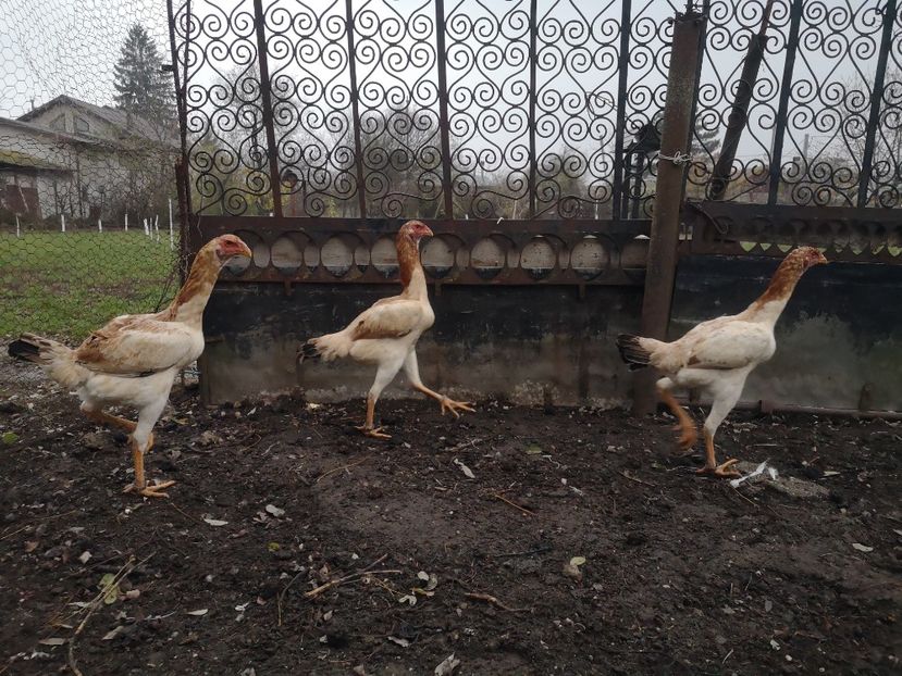  - Combatant malaez 2021-2022