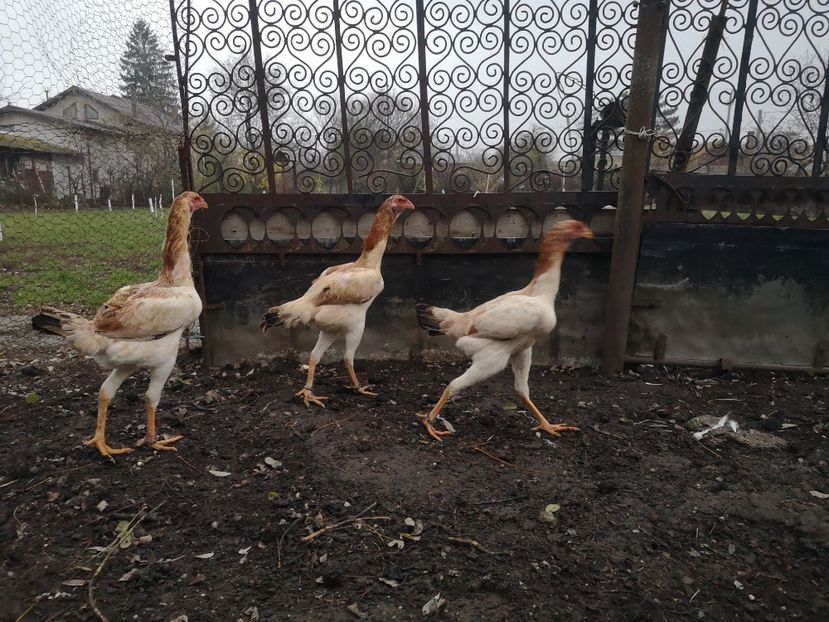  - Combatant malaez 2021-2022