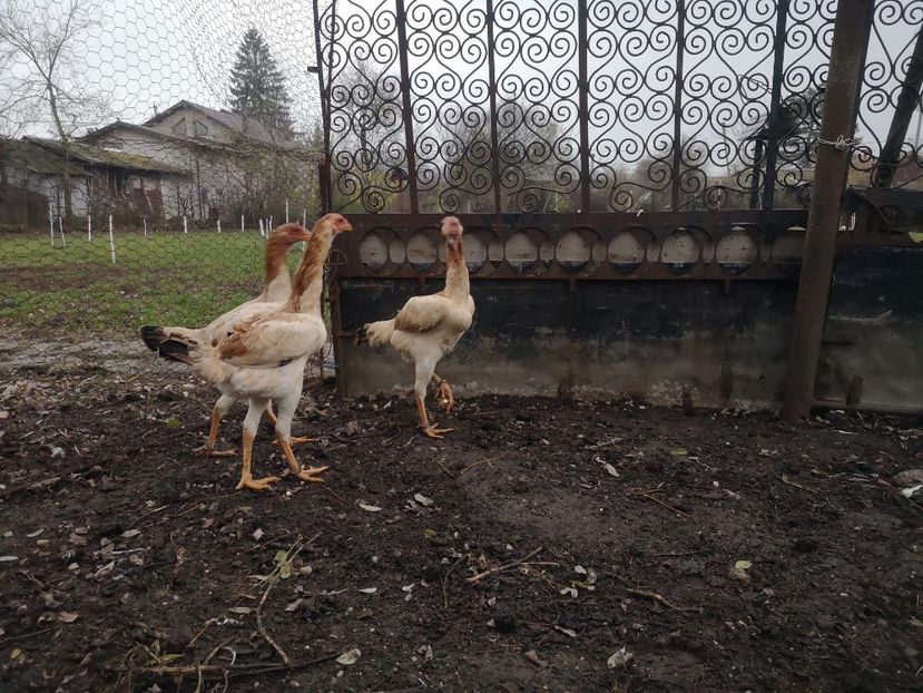  - Combatant malaez 2021-2022