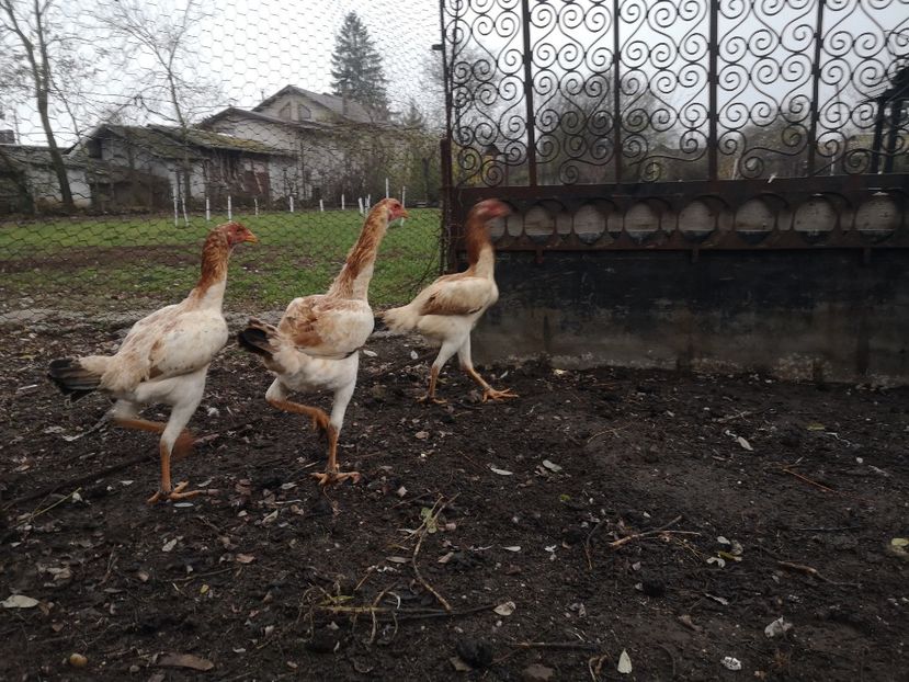  - Combatant malaez 2021-2022