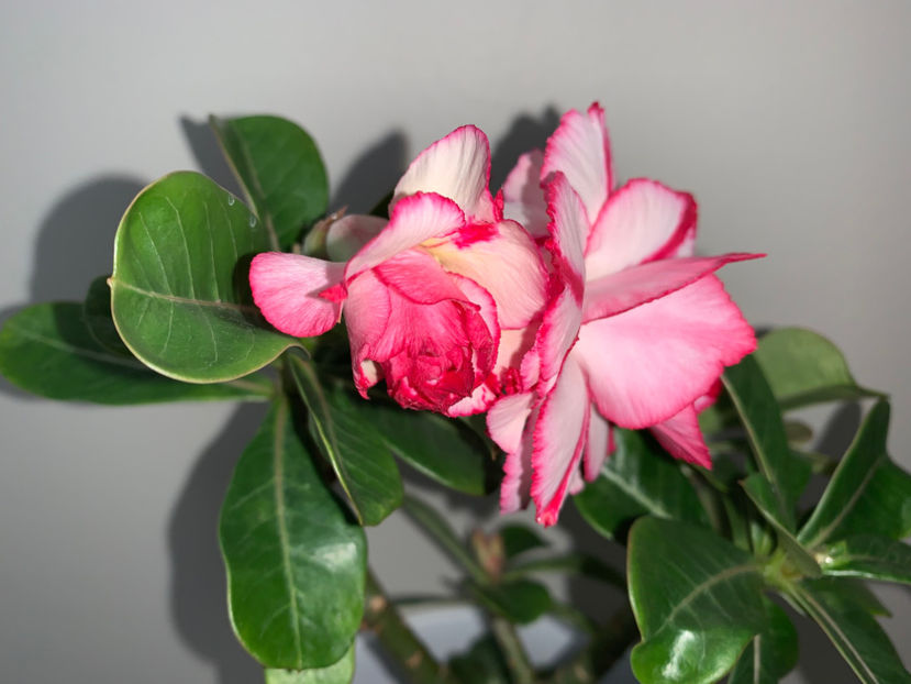  - Plante de interior 2022