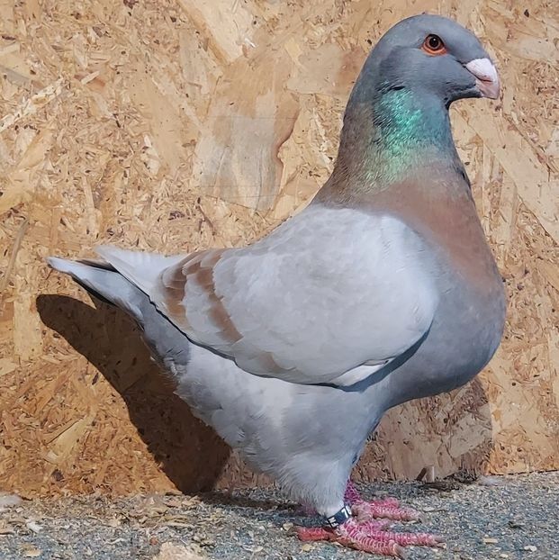  - 3---AGH DAȚI 2019 - 2025