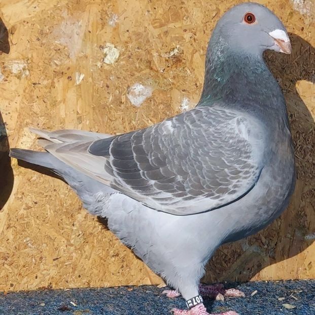  - 3---AGH DAȚI 2019 - 2025