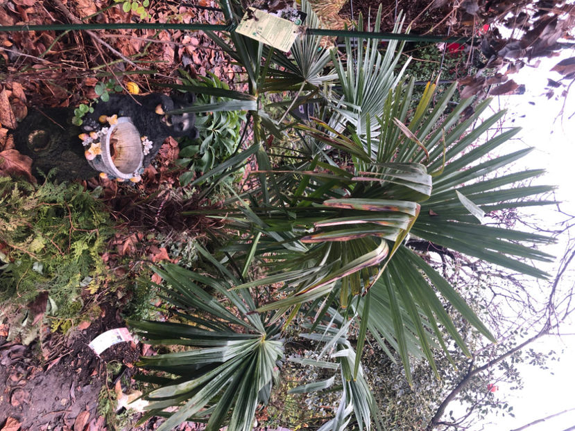  - Primavara - vara 2022