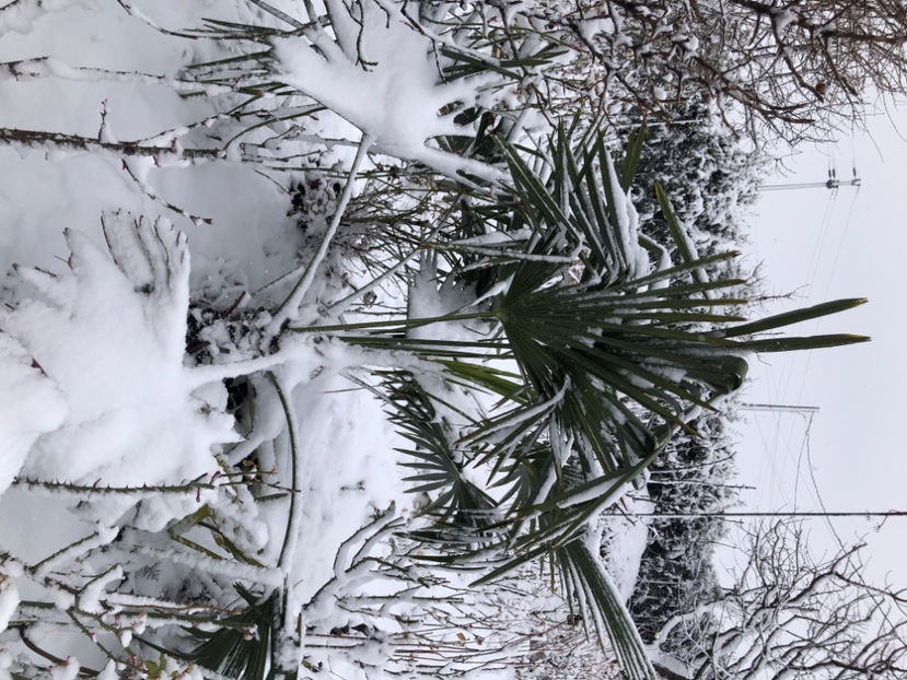  - Primavara - vara 2022