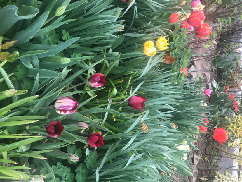  - Primavara - vara 2022