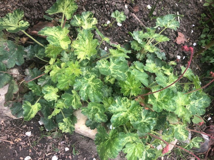  - Primavara - vara 2022