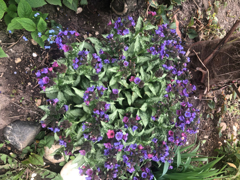  - Primavara - vara 2022