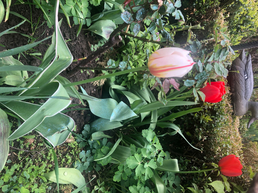  - Primavara - vara 2022