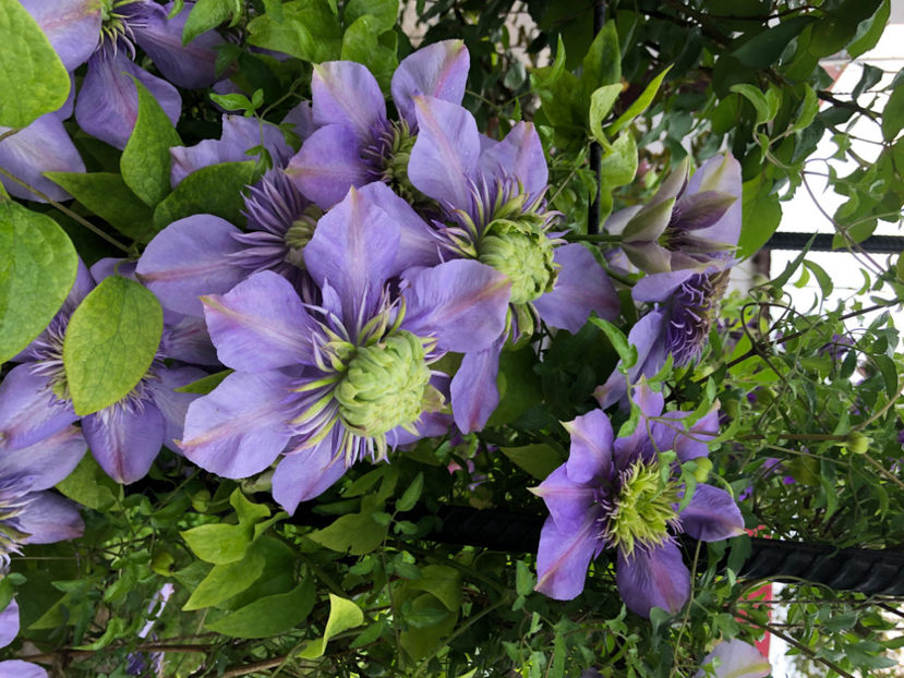  - Primavara - vara 2022