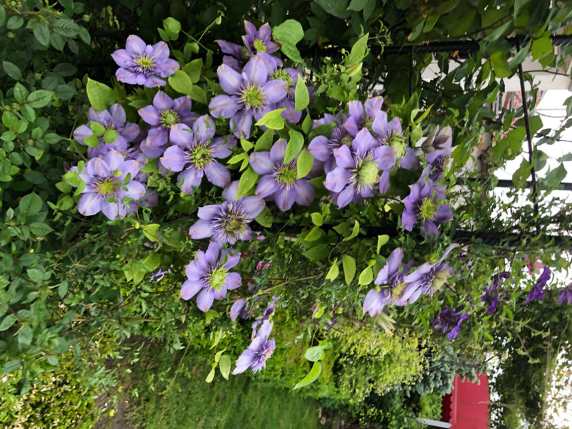  - Primavara - vara 2022