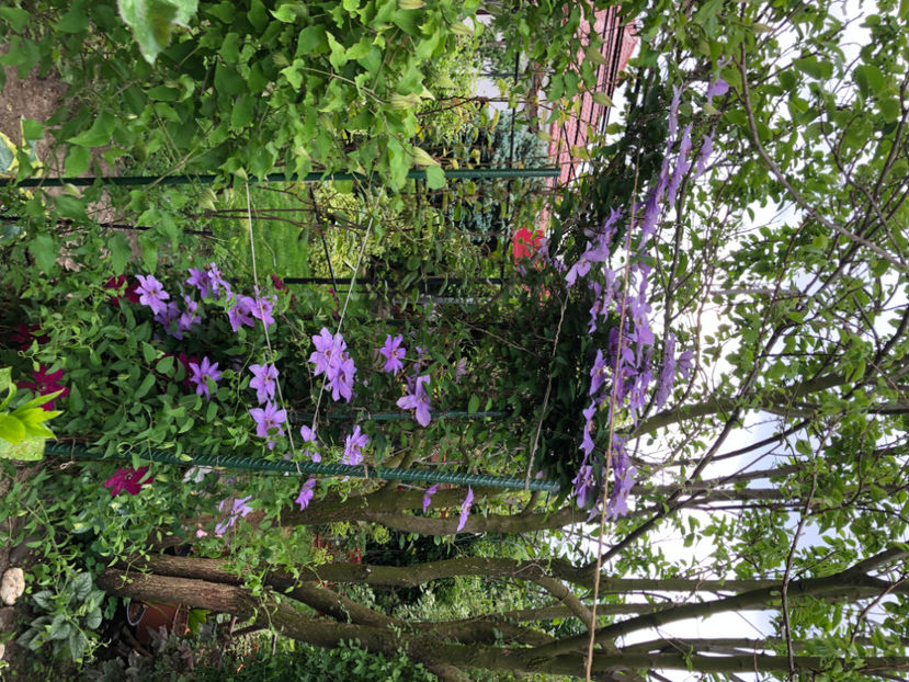  - Primavara - vara 2022