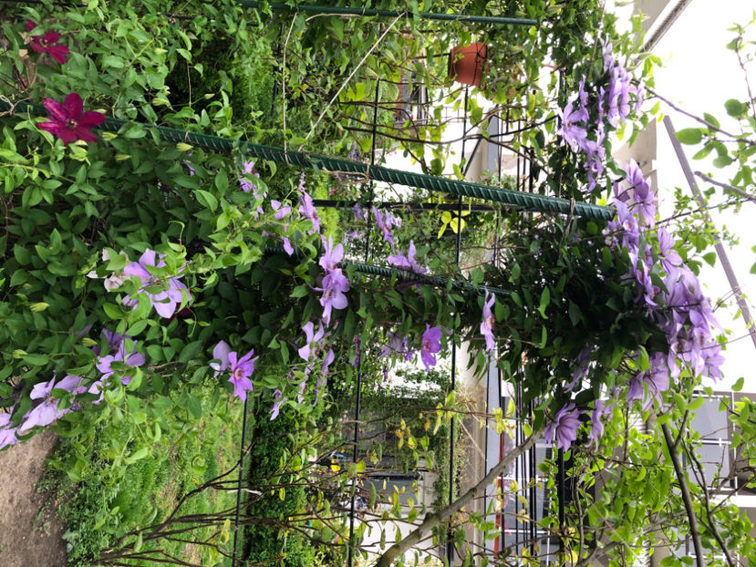  - Primavara - vara 2022