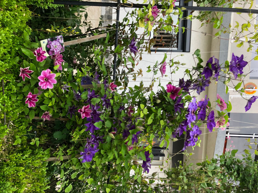  - Primavara - vara 2022