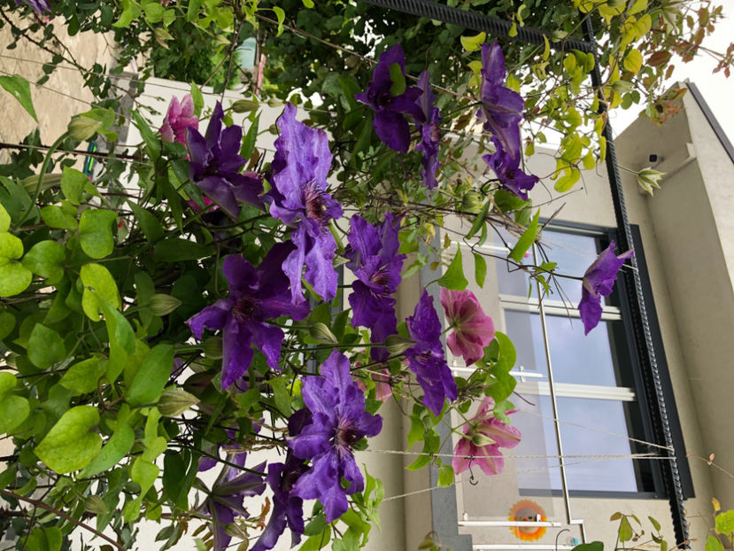  - Primavara - vara 2022