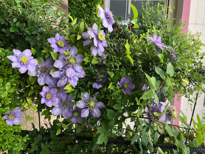  - Primavara - vara 2022