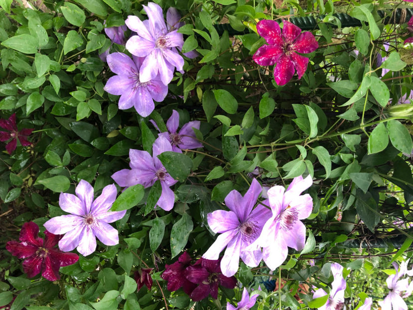  - Primavara - vara 2022