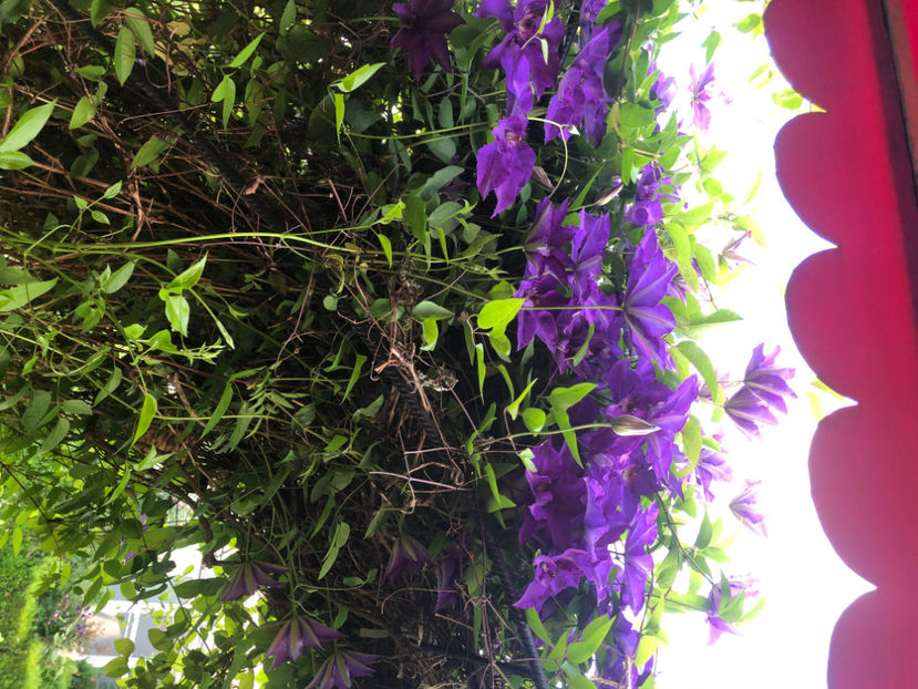  - Primavara - vara 2022