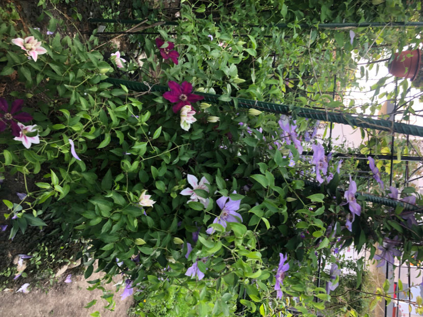  - Primavara - vara 2022