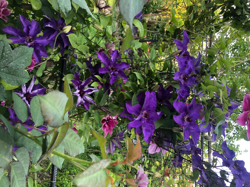  - Primavara - vara 2022