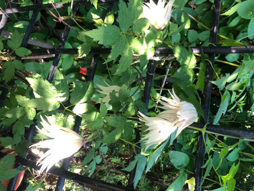  - Primavara - vara 2022