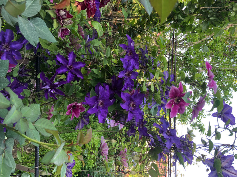  - Primavara - vara 2022