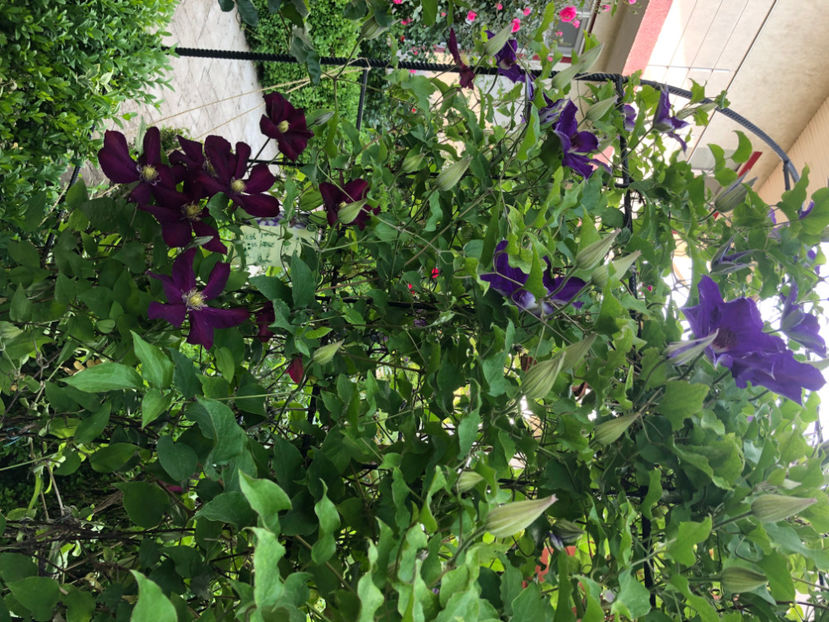  - Primavara - vara 2022