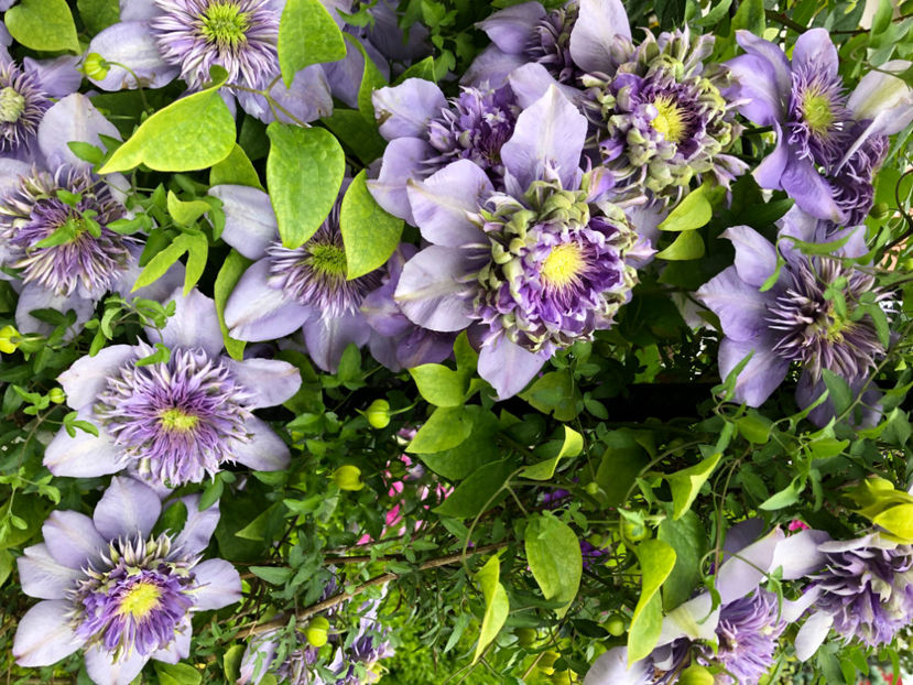  - Primavara - vara 2022