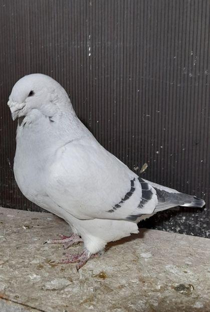 Masc 2019 - VOIAJOR ROMANESC DE FRUMUSETE MASCULI