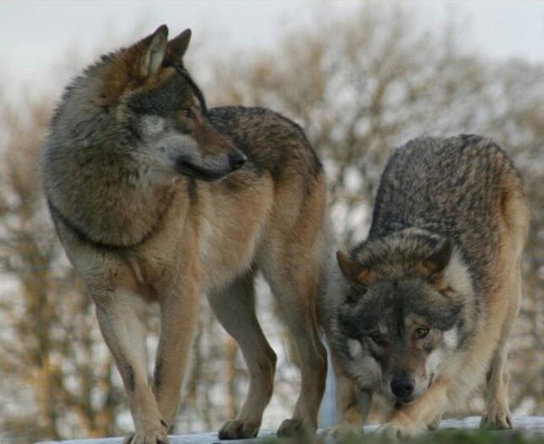 92582396_ANRBIUT3-1 - sentimente and situatii and stari and trairi diverse