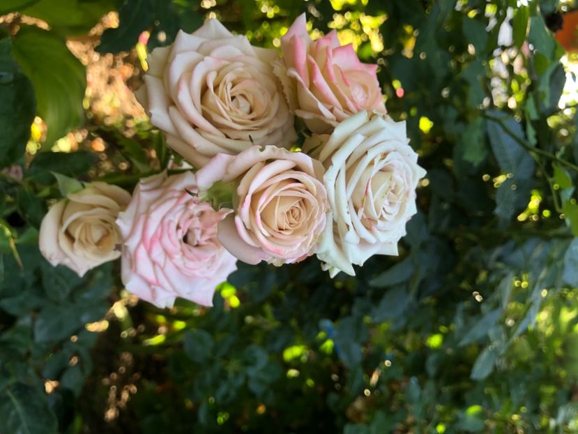 50EE5B7D-9650-410C-B35B-0845B7FAD92C - Primavara - vara 2022