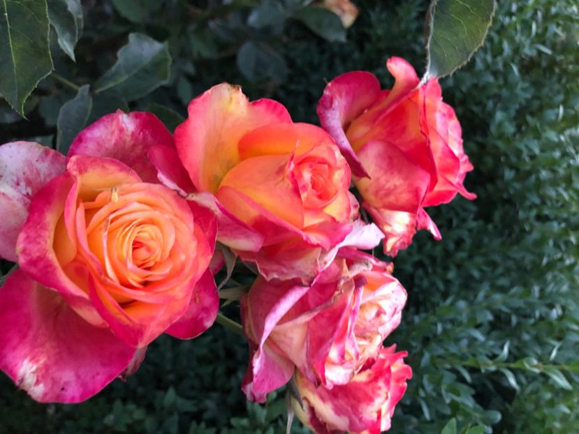 A5F7FCB8-2B90-4026-BFEE-4556C8439648 - Primavara - vara 2022