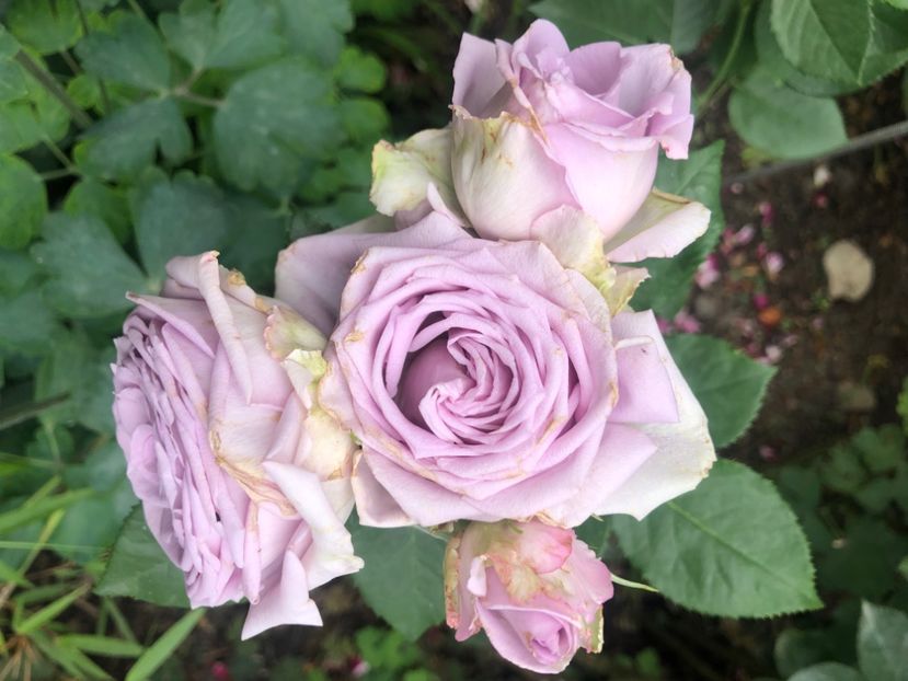 FF85AA1F-3C11-4E6A-B3AA-19CC459877E3 - Primavara - vara 2022