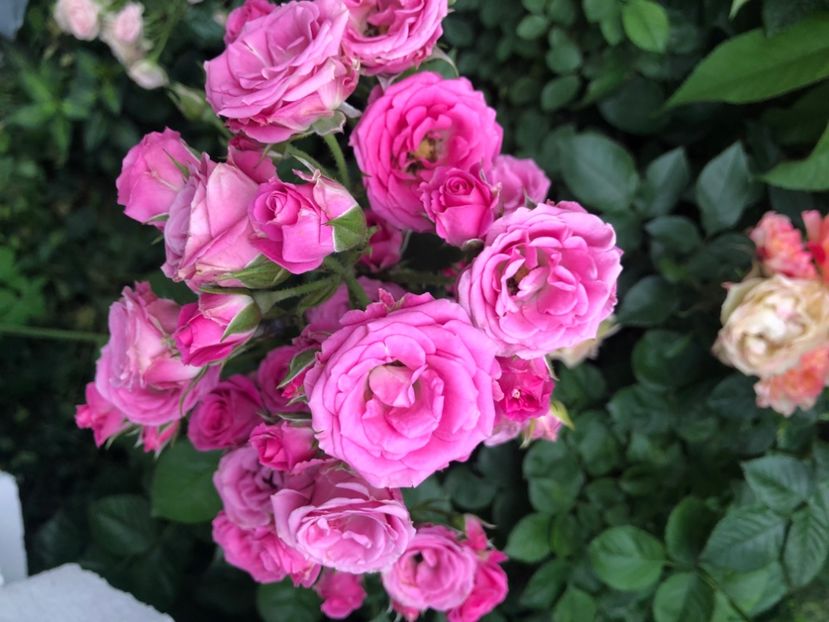 752E4F13-5853-4BBC-9B1C-70E92783F444 - Primavara - vara 2022