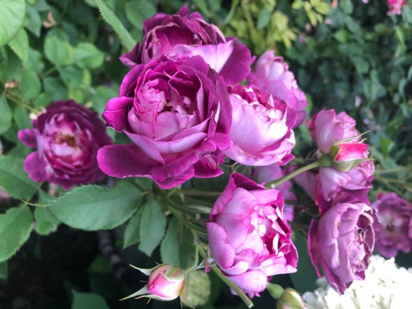 6F588027-672F-43B7-A72A-AF64AE6B444C - Primavara - vara 2022