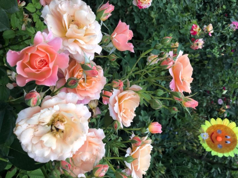 9D9D8B17-DDE0-4F83-9C04-ABEE6040758D - Primavara - vara 2022