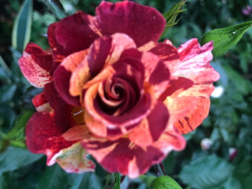 132A3F36-056D-473E-9D96-D7C25677D6F2 - Primavara - vara 2022