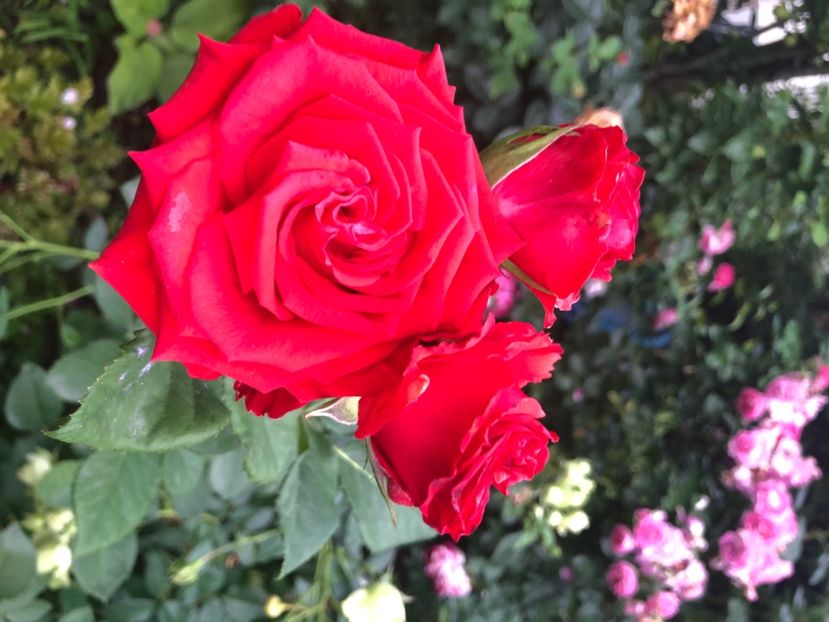 221B110A-304C-4536-B6B3-ED3CF010ABF5 - Primavara - vara 2022