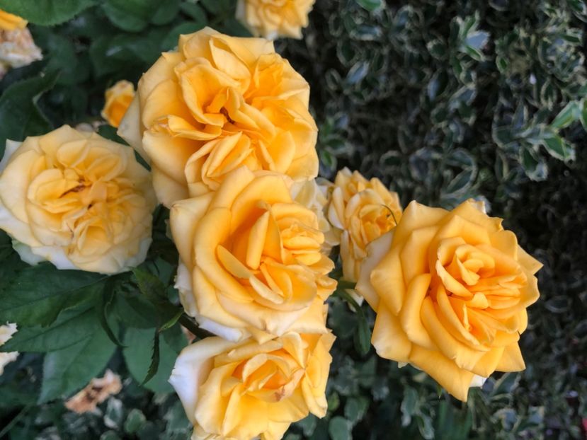 AF44C788-A506-4285-B03E-9BE1119840D7 - Primavara - vara 2022