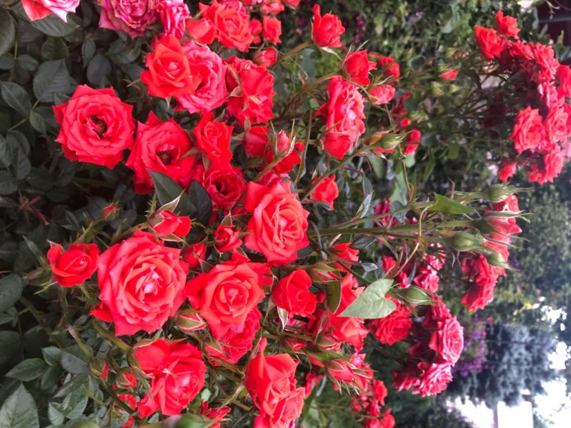 D1F4FA80-75DC-4097-83A7-911C6793BD1F - Primavara - vara 2022