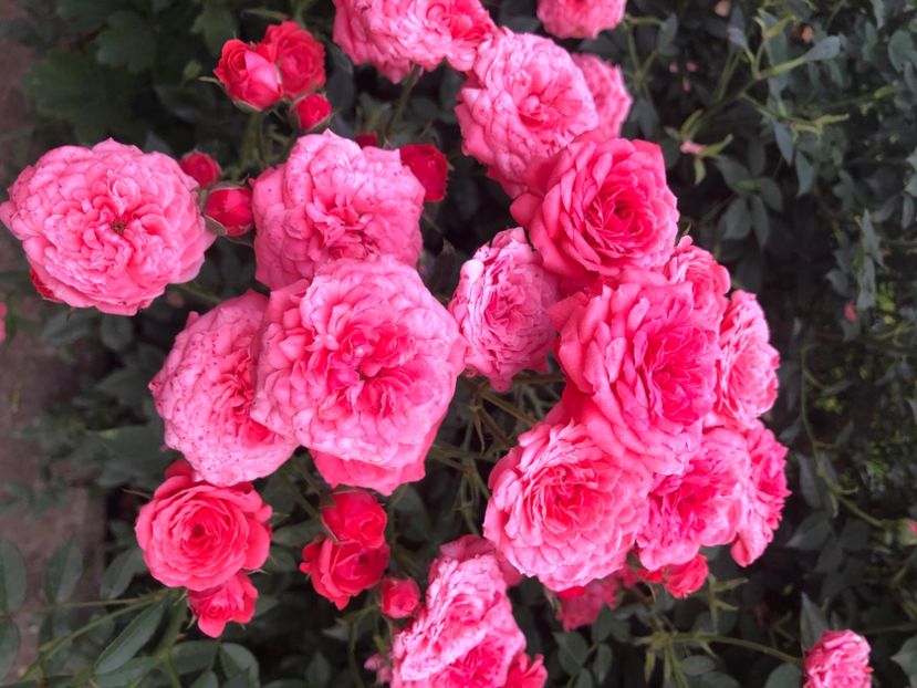 40704785-4A76-4278-B82D-5A4699E29319 - Primavara - vara 2022