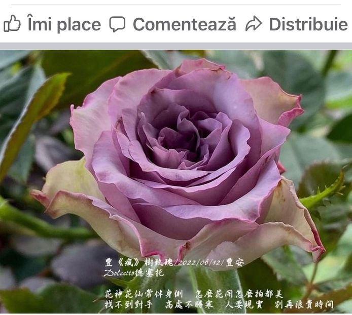 CF8AECEA-32B5-4985-9864-18283F05882F - Primavara - vara 2022