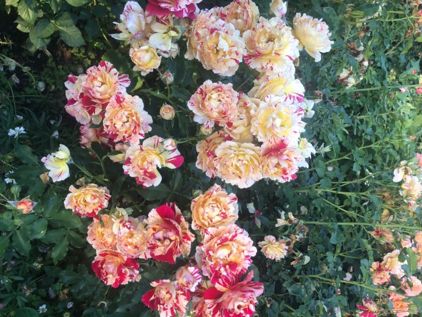 BB1126D8-B284-45D0-91E9-F155593A8B97 - Primavara - vara 2022