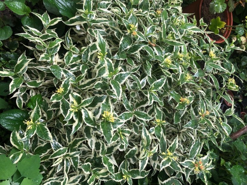 AD7F1501-5E2B-4854-A717-C4A9F9523DBD - Primavara - vara 2022