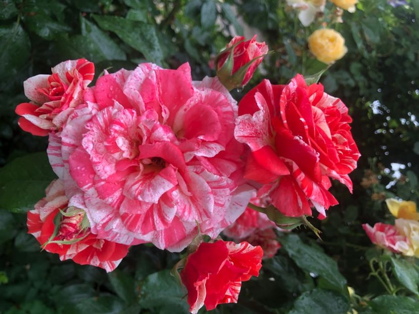 8B0E13D5-197D-4A5D-9CE5-5DA9E2F8715E - Primavara - vara 2022